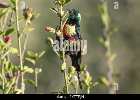 Magnifique Sunbird, élevage, mâle, plaines de Ndutu, Parc National du Serengeti, Tanzanie Banque D'Images