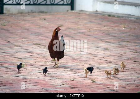 Une famille animale composée par une mère poule avec ses petits poulets. Ils marchent sur un trottoir orange Banque D'Images