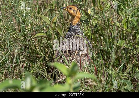 Coqui Francolin, plaines de Ndutu, parc national du Serengeti, Tanzanie Banque D'Images