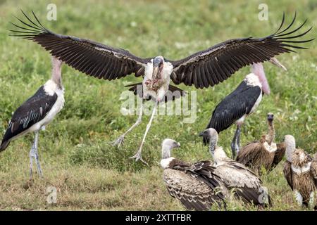 Marabou Stork près de carcasse de zèbre morte, vautours à dos blanc, plaines de Ndutu, parc national du Serengeti, Tanzanie Banque D'Images