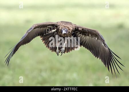 Vautours à capuchon, immature, plaines de Ndutu, parc national du Serengeti, Tanzanie Banque D'Images