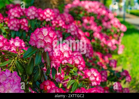 Fleurs colorées rose vif de grand buisson de rhododendron un jour de printemps en mai. Floraison à Ammerland en Allemagne Banque D'Images