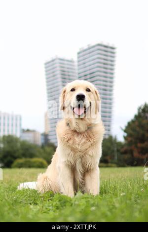 Portrait de Golden retriever au parc de Prague. En arrière-plan est la tour moderne Banque D'Images