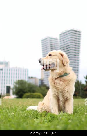 Portrait de Golden retriever au parc de Prague. En arrière-plan est la tour moderne Banque D'Images