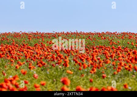 Un champ de coquelicots vibrant et un ciel bleu au-dessus, avec une mise au point sélective Banque D'Images