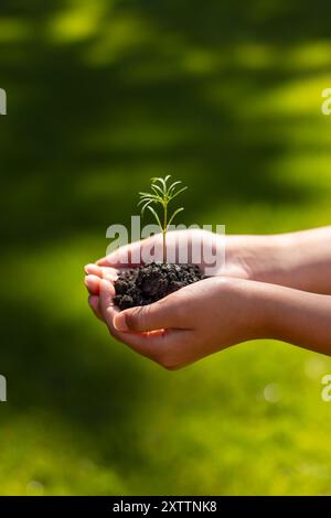 Mains d'enfant tenant une nouvelle plante verte poussant dans un tas de terre. Banque D'Images