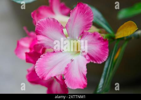 Vue rapprochée de fleurs roses d'Adenium en fleurs dans le jardin Banque D'Images