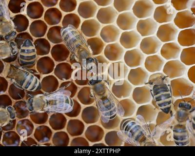 abeille sur nid d'abeille nourrissant le miel avec sa langue à l'abeille de travail Banque D'Images