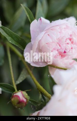 L'araignée de crabe blanche attend sur la fleur de pivoine rose pour la proie. Banque D'Images