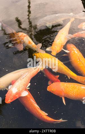 Poissons koi nageant dans un étang avec des reflets sur le surf de l'eau Banque D'Images