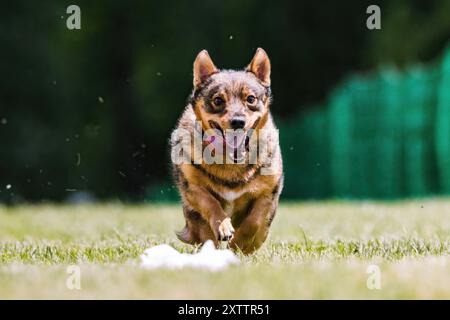 Suédois Vallhund Running Lure course Dog Sport Banque D'Images