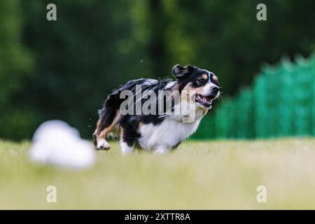 Miniature American Shepherd Mini Aussie Running Lure course Dog Sport Banque D'Images