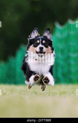 Miniature American Shepherd Mini Aussie Running Lure course Dog Sport Banque D'Images