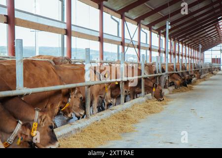 Vaches laitières se nourrissant dans une grange moderne. Banque D'Images
