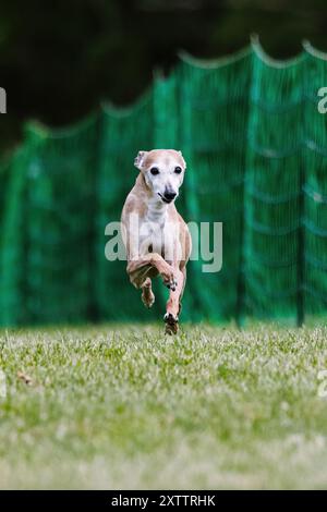 Lévrier italien Iggy Sighthound Running Lure course Dog Sport Banque D'Images