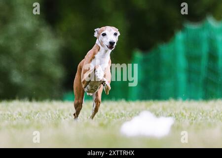 Havane et blanc lévrier italien Iggy Running Lure course Dog Sport Banque D'Images