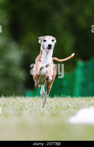 Lévrier italien Iggy Running Lure course Dog Sport Banque D'Images