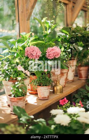 Buissons de fleurs roses hortensia Hydrangea en pot dans une serre ou un magasin de fleurs. Banque D'Images