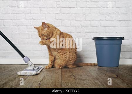 Drôle de chat rouge se nettoyant à côté de la vadrouille pour nettoyer le sol. Banque D'Images