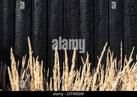 Planches en bois brûlé. SHO Sugi Ban Yakisugi est une méthode japonaise traditionnelle de préservation du bois Banque D'Images