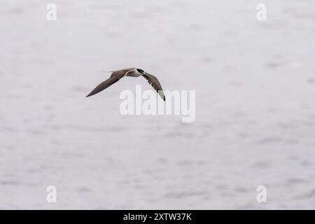 Sterne à brides (Onychoprion anaethetus) à Geetanagar à Mumbai, Maharashtra, Inde Banque D'Images