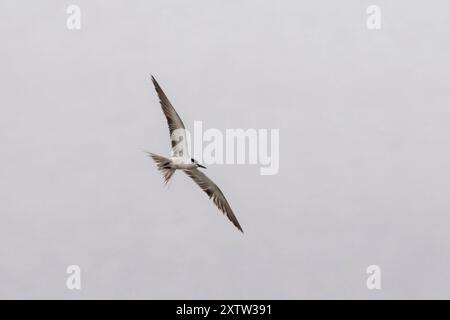 Sterne à brides (Onychoprion anaethetus) à Geetanagar à Mumbai, Maharashtra, Inde Banque D'Images
