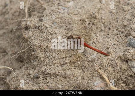 Gemeine Heidelibelle, Heidelibelle, Männchen, Sympetrum vulgatum, Vagrant Darter, Moustached Darter, homme, le sympétrum commun, Segeldiffen, Libellu Banque D'Images