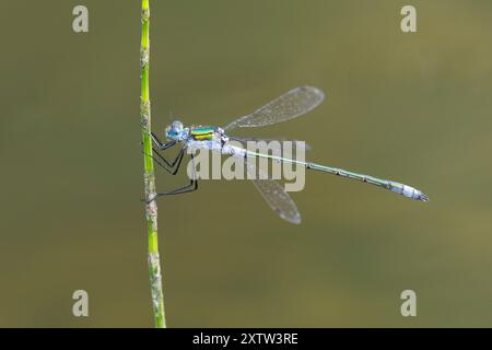 Gemeine Binsenjungfer, Binsenjungfer, Männchen, Lestes sponsa, merde, commun spreadwing, spreadwing, male, le Leste fiancé Banque D'Images
