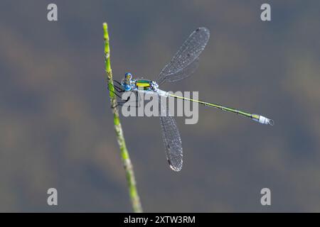Gemeine Binsenjungfer, Binsenjungfer, Männchen, Lestes sponsa, merde, commun spreadwing, spreadwing, male, le Leste fiancé Banque D'Images