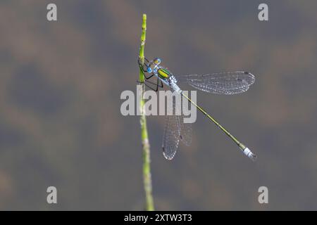 Gemeine Binsenjungfer, Binsenjungfer, Männchen, Lestes sponsa, merde, commun spreadwing, spreadwing, male, le Leste fiancé Banque D'Images