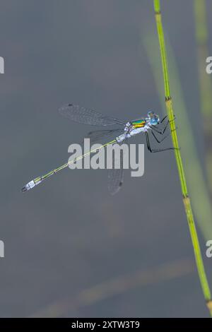 Gemeine Binsenjungfer, Binsenjungfer, Männchen, Lestes sponsa, merde, commun spreadwing, spreadwing, male, le Leste fiancé Banque D'Images