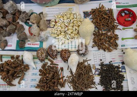 Herbes médicinales et épices au Haat Bazaar à Khandbari. Yarsagumba (Cordyceps sinensis) est en haut à droite. District de Sankhuwasabha. Népal. Banque D'Images