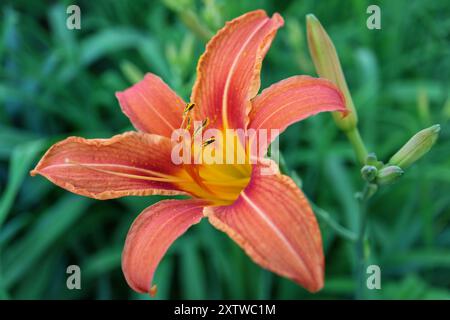 Lys orangés avec des pétales délicats et de longues étamines , Hemerocallis Fulva, lys dans le jardin, macro tête de fleur, beauté dans la nature, photo florale Banque D'Images