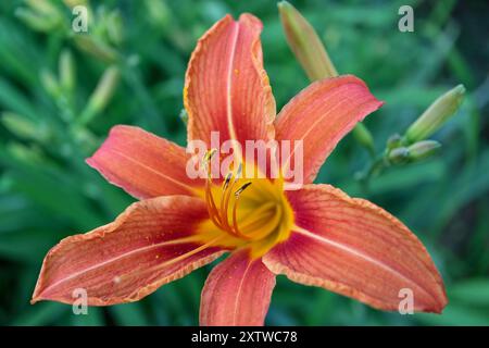 Lys orangés avec des pétales délicats et de longues étamines , Hemerocallis Fulva, lys dans le jardin, macro tête de fleur, beauté dans la nature, photo florale Banque D'Images