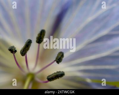 White Flower Macro de Lily Stamen, macro très détaillé gros plan de Lily Stamen. Photo de haute qualité Banque D'Images