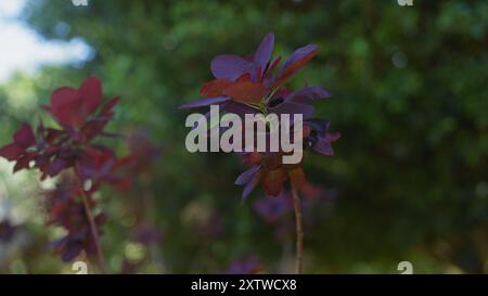 Gros plan d'un arbuste d'épine violet berberis thunbergii var. atropurpurea sur fond vert flou. Banque D'Images