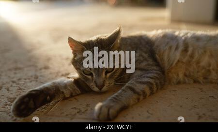 Chat allongé à l'extérieur au soleil sur un patio carrelé, se détendre et se prélasser avec de la fourrure prélassée dans la lumière du soleil chaude au cours d'un après-midi paisible Banque D'Images