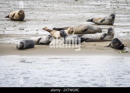 OOSTERSCHELDE - phoques sur un banc de sable dans le parc national d'Oosterschelde en été. Cette région abrite environ 150 espèces de phoques. Ce sont deux espèces, le phoque commun et le phoque gris. Dès que les bancs de sable sont exposés à marée basse, vous pouvez les voir se reposer. Photo : ANP / Hollandse Hoogte / Jeffrey Groeneweg pays-bas Out - belgique Out Banque D'Images