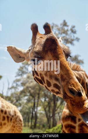 Gros plan de la tête d'une girafe contre un ciel bleu clair avec des arbres en arrière-plan. Banque D'Images