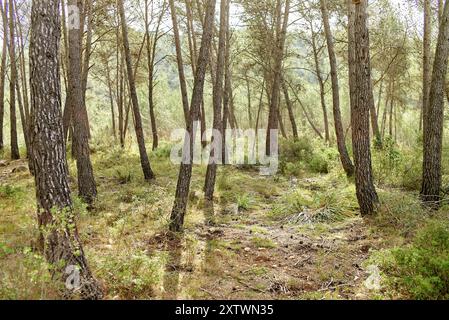 La lumière du soleil filtre à travers une forêt de pins méditerranéens avec un sol couvert d'herbe et d'aiguilles de pin. Banque D'Images