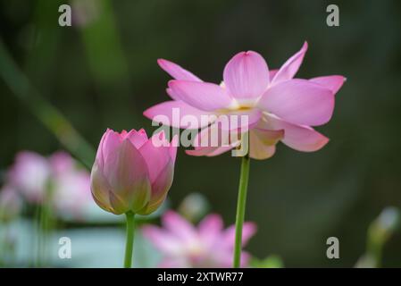 Lotus sacré ou indien en fleur. Banque D'Images