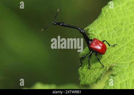 Afrique, Madagascar, île, Océan Indien, animal, animaux, insectes, insectes, coléoptères, charançons girafe (Trachelophorus giraffa), Madagascar, Afrique Banque D'Images