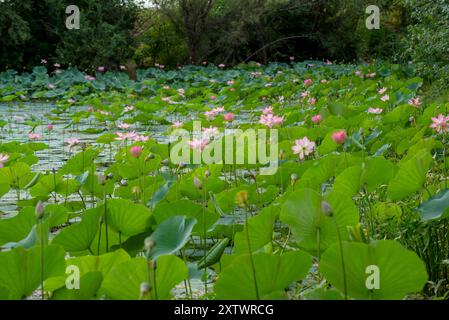 Lotus sacré ou indien en fleur. Banque D'Images