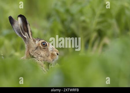 Lièvre brun (Lepus europaeus) animal adulte dans un champ de betteraves sucrières en été, Suffolk, Angleterre Royaume-Uni Banque D'Images