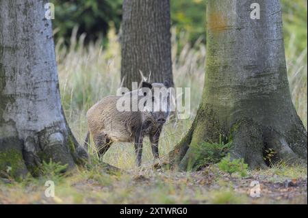 Sanglier en forêt, Allemagne sanglier en forêt, femelle, sus scrofa, Bavière, Allemagne, Europe Banque D'Images