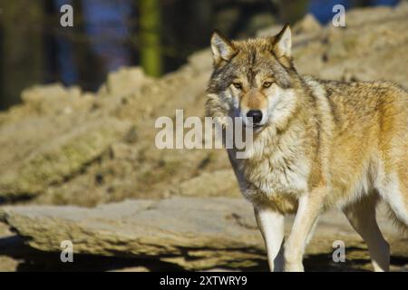 Loup à bois ou loup gris américain (Canis lupus lycaon) Banque D'Images