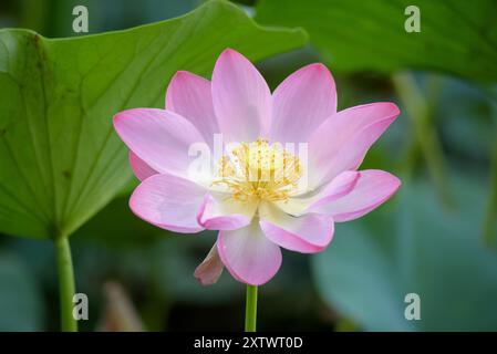 Lotus sacré ou indien en fleur. Banque D'Images