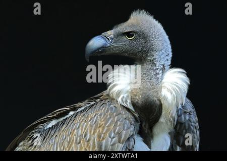 Animal, animaux, oiseau, oiseaux, vautour, vautours griffon (Gyps fulvus), portrait, Bavière, République fédérale d'Allemagne Banque D'Images