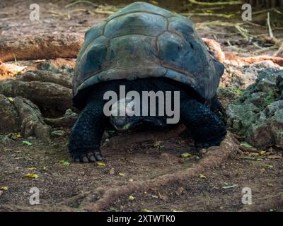 Zanzibar, Tanzanie - Jan, 2021: Population isolée de tortues géantes Aldabra dans un sanctuaire de tortues sur la réserve de l'île de la prison (également connue sous le nom de Changuu Banque D'Images