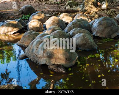 Zanzibar, Tanzanie - Jan, 2021: Population isolée de tortues géantes Aldabra dans un sanctuaire de tortues sur la réserve de l'île de la prison (également connue sous le nom de Changuu Banque D'Images